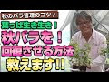 コンプリート！ バラ 花がら摘み 秋 309201-バラ 花がら摘み 秋