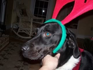 My Sweetie-deer