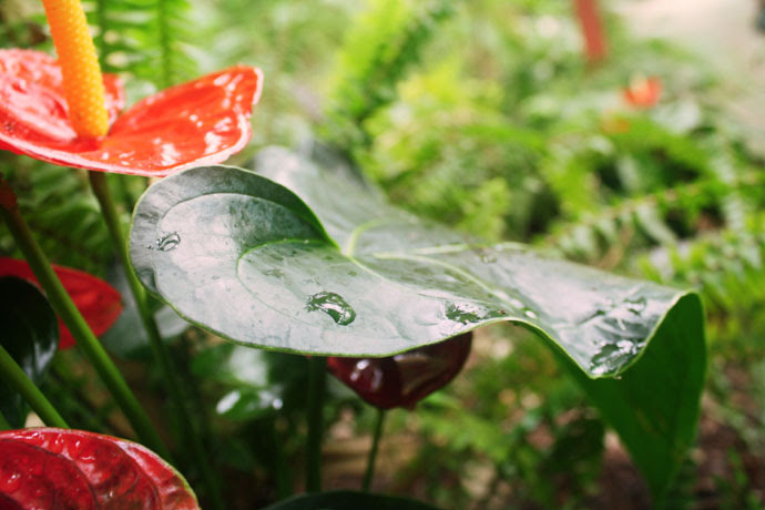 *Raindrop*