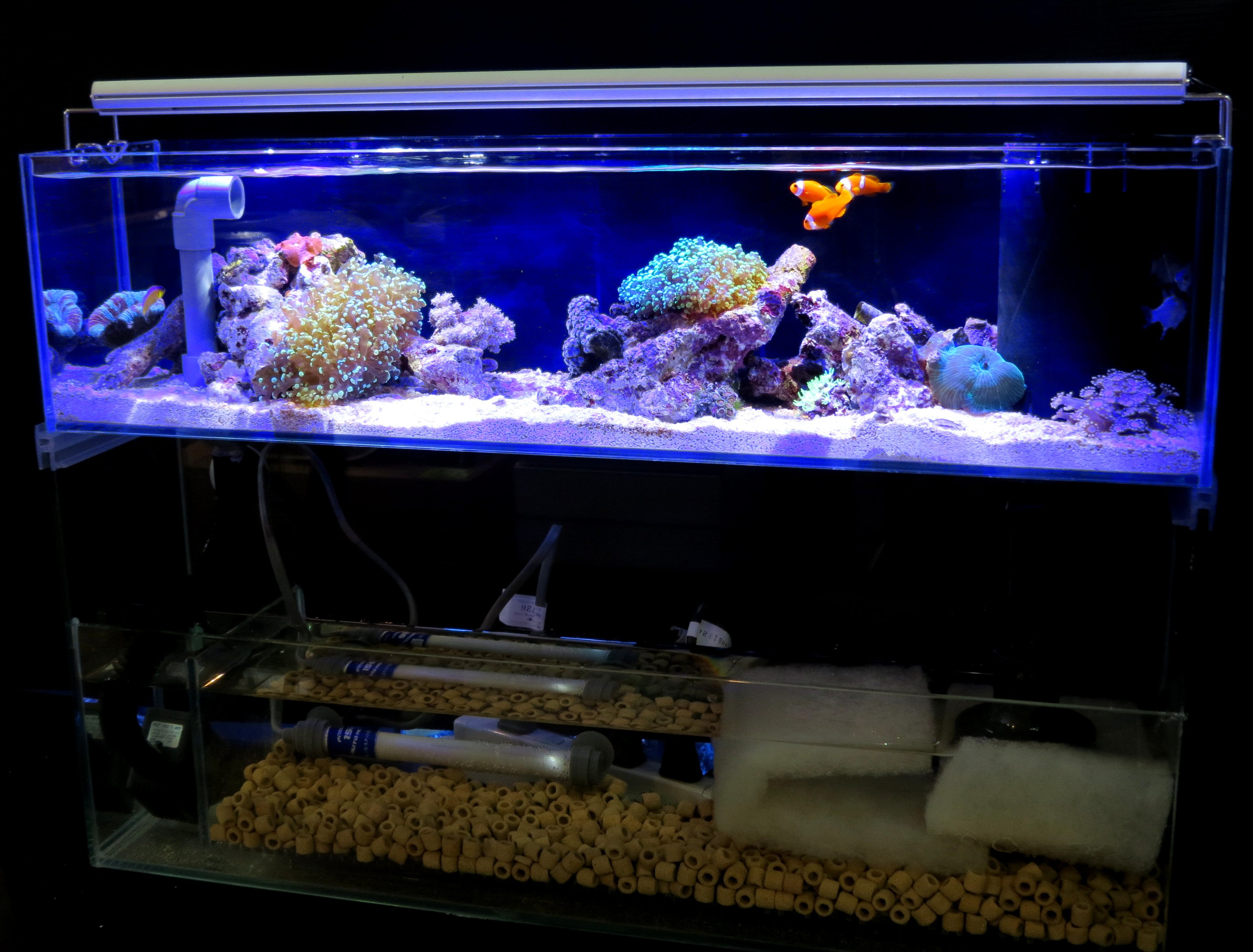 小型水槽で海水魚飼育をはじめてみませんか Junのスタッフブログ