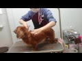 200以上 かわいい おしゃれ ダックス フンド カット 759802