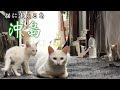 上 猫 オッドアイ 幸運 598501