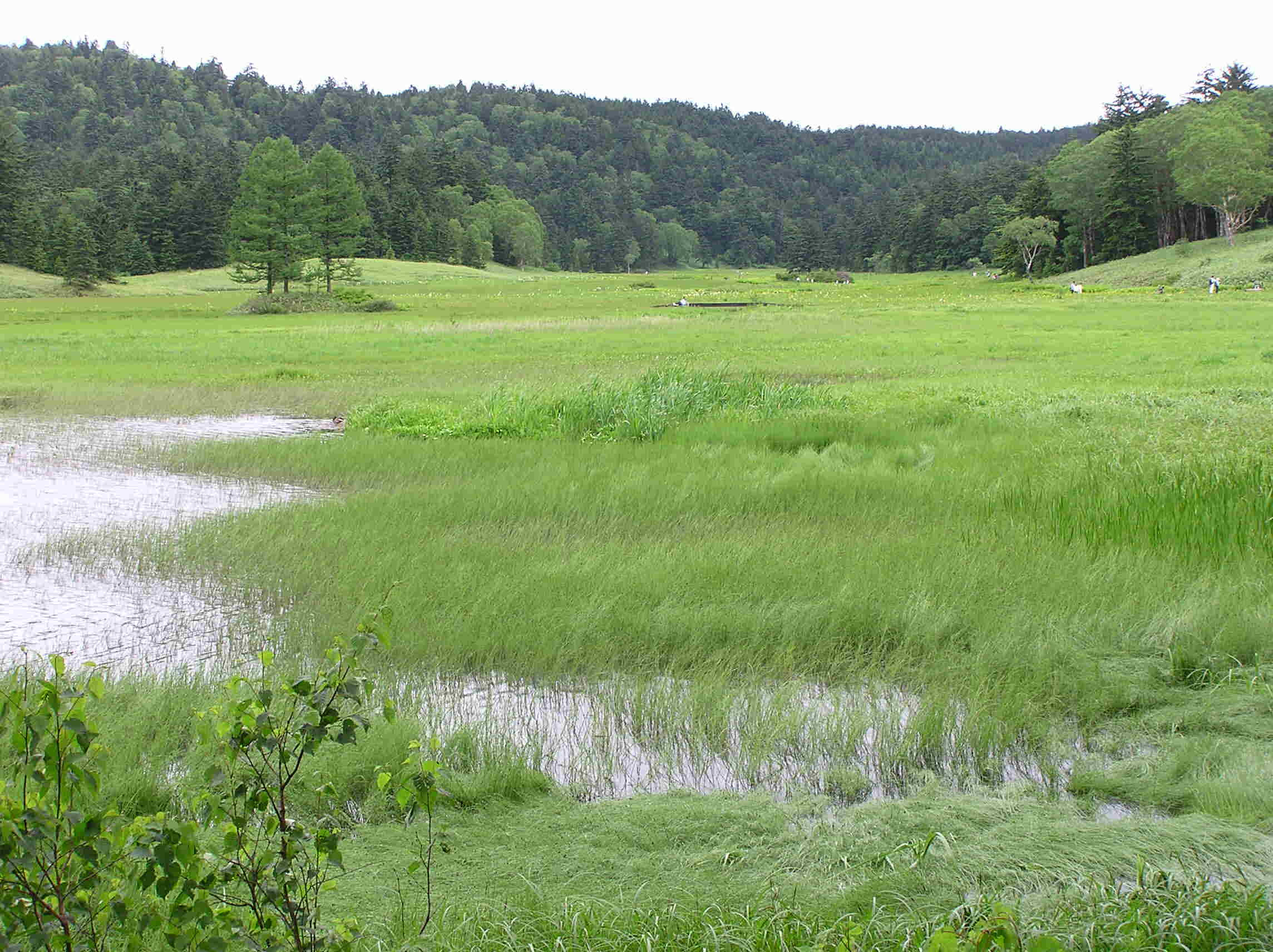 尾瀬 大江湿原 上田代２００７ ７ １６