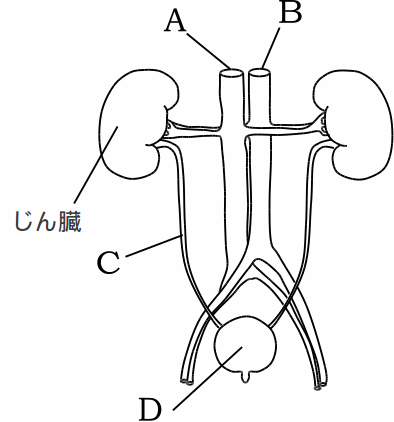 腎臓 治療費