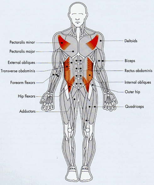 Muscular System - Human Anatomy