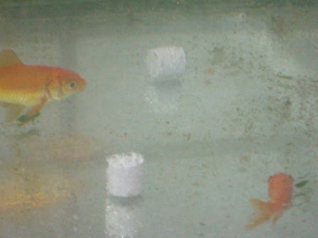 金魚ファーム１ 水と戯れ