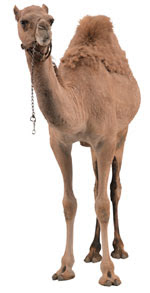 The Difference Between One Hump And Two Hump Camels