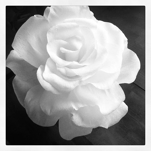 #photoaday I made this giant rose out of crepe paper.