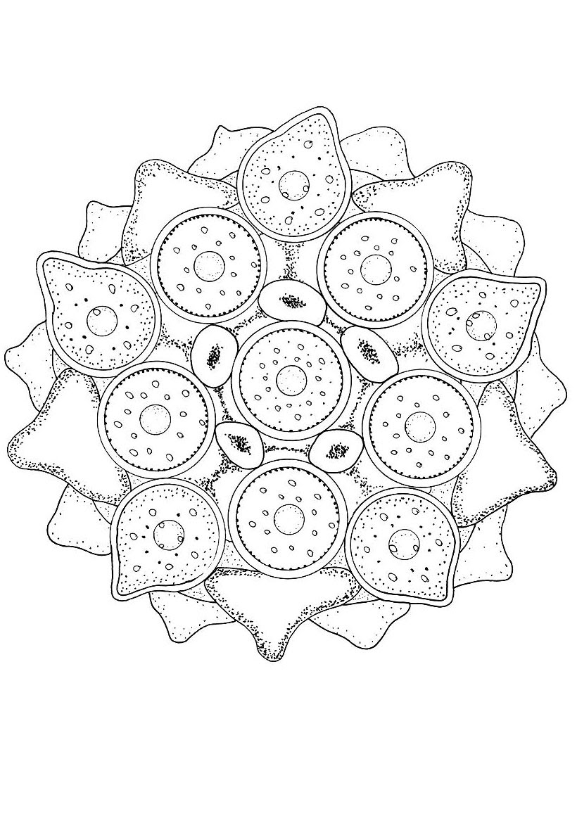 Papillon Mandala Coloriage de l algue verte Coloriage Coloriage MANDALA MANDALAS D ANIMAUX