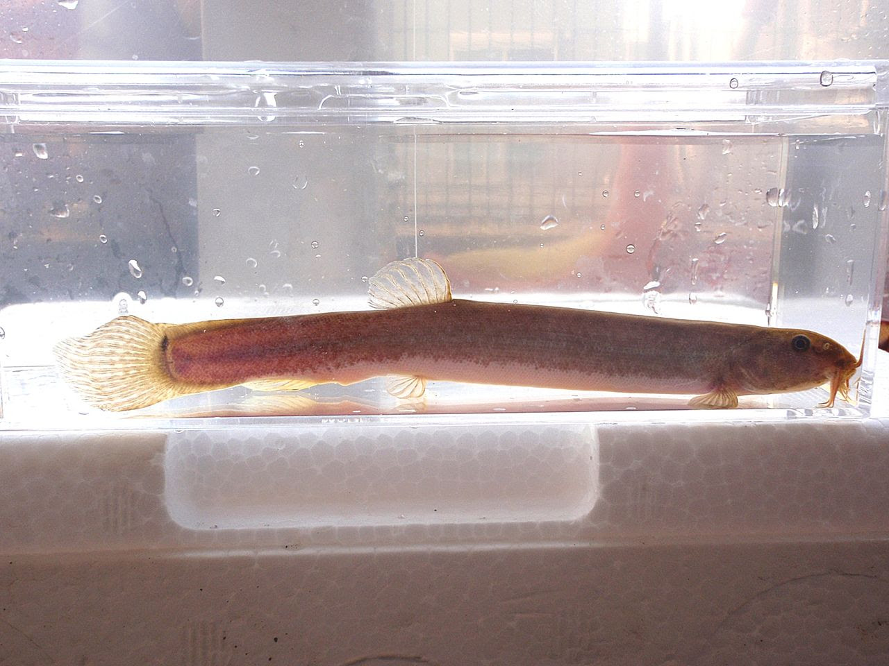 Taiyo 高性能油圧シリンダ 送料別途見積り 法人 事業所限定 外直送 店舗受取不可 ホームセンターバロー 店 ｔａｉｙｏ 0 品番 70h 8r2fb80cb300 Abah2 L 油圧シリンダ