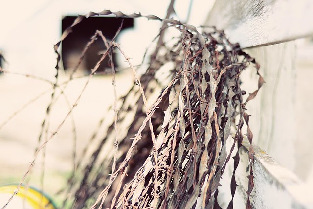 barbed wire