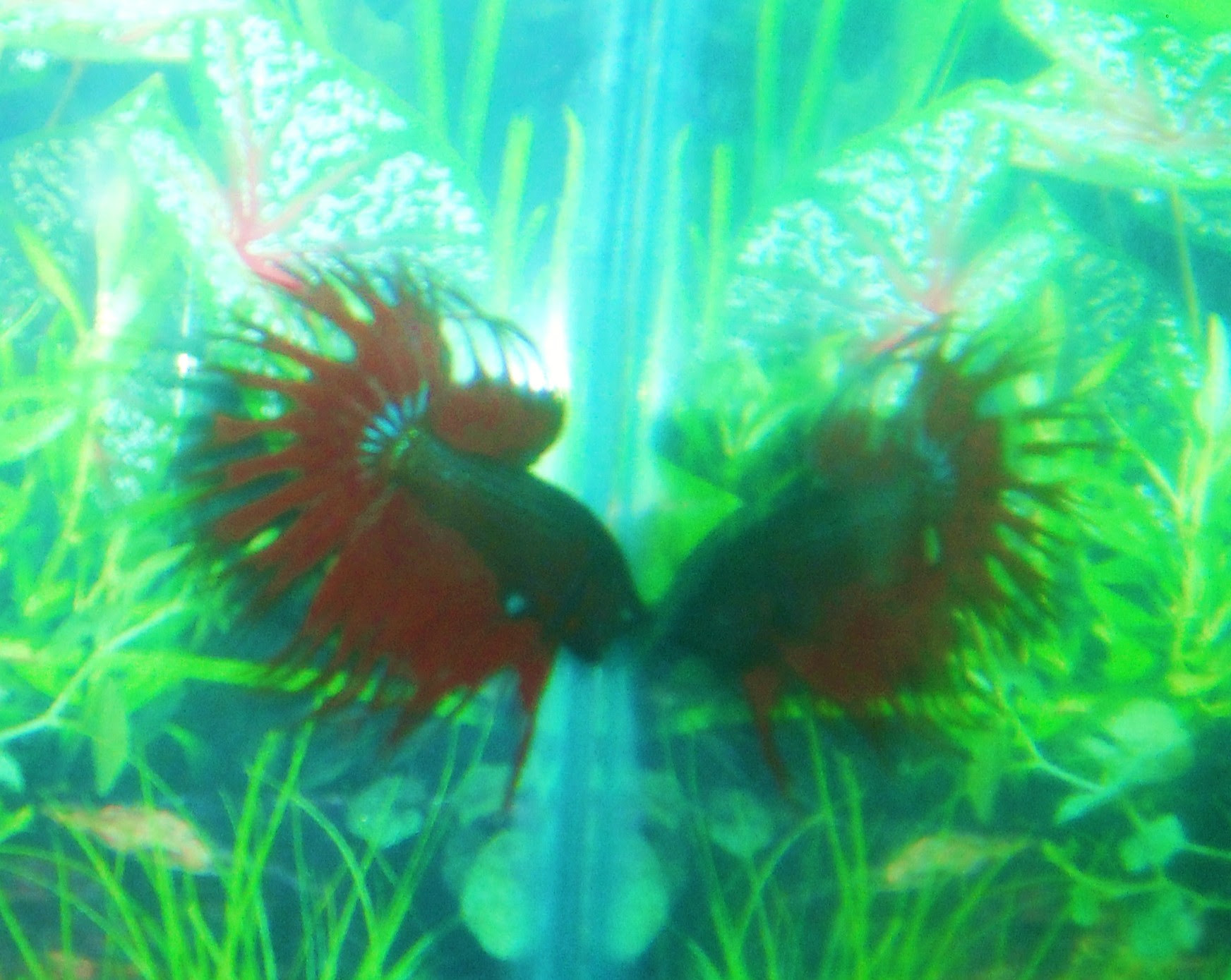 A flaring male betta fish