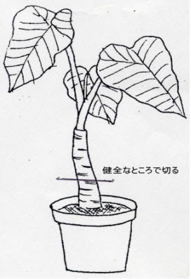 クワズイモの根が腐ってきました 助けたいのですが どのようにしたら良いですか あさひかわの公園 公益財団法人旭川市公園緑地協会