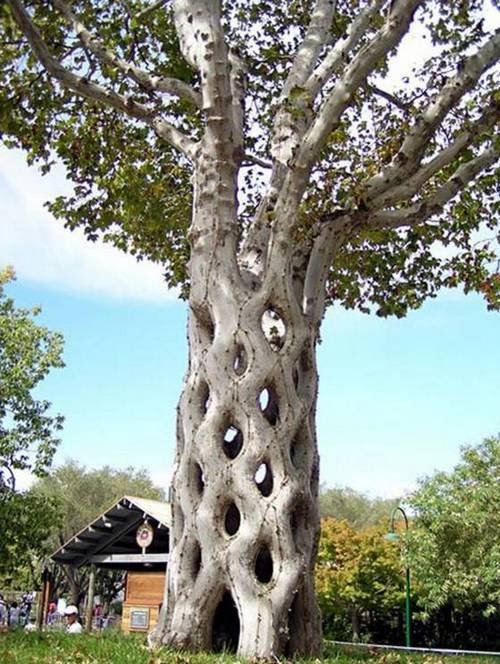 Unbelievable most strange trees in the World