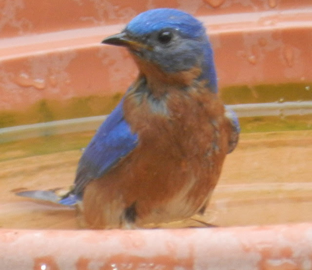abcwedbluebirdDSCN1502
