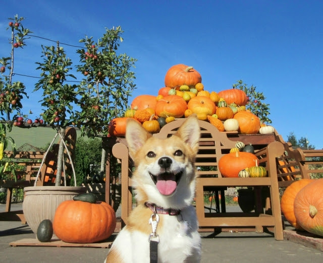 犬にかぼちゃは食べさせても良いの 食べさせる時の注意点は