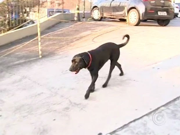Cão perambula pelo estacionamento do hospital, à espera do dono (Foto: Reprodução/ TV TEM)