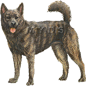 甲斐犬 かいいぬ かいけん のイラスト 条件付フリー素材集