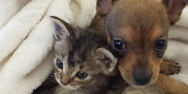 Nos Estados Unidos, uma gatinha e um cachorrinho abandonados em um abrigo se tornaram grandes companheiros.  Os dois ainda são filhotes e parecem irmãos porque não se desgrudam.  Eles foram deixados no abrigo Operation Kindness, no Texas.  A gata Adele tem 4 semanas de vida e o cão Chip tem 5 semanas. Por serem muito pequenos, ambos saíram do abrigo e estão morando em um lar temporário.  Eles são muito novos para serem adotados e só ficarão disponíveis para adoção no final de abril.  Adele e Chip ganharam um perfil no Facebook e se tornaram famosos.  Agora Adele e Chip fazem tudo juntos: comem, dormem e brincam.  Fonte: Cachorro Perdido
