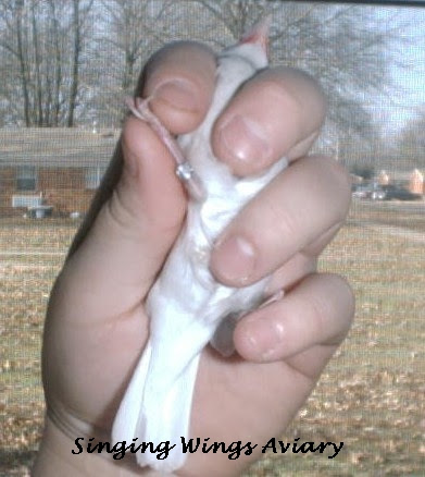 Tanda-tanda Burung Kenari Sakit