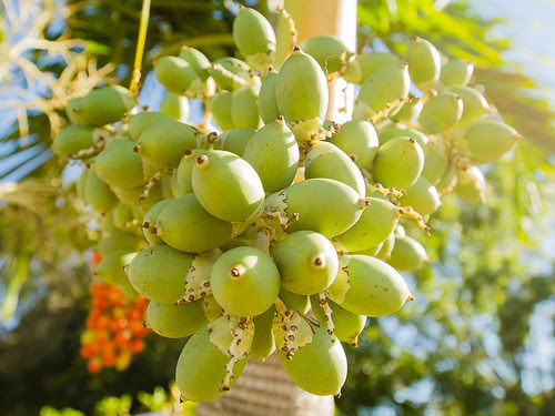 Palm Seed Pods: Feather Palm
