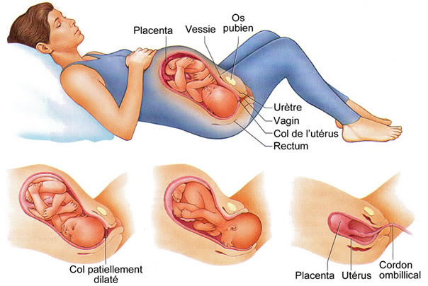 Une Nouvelle Vie De La Conception Aux Premi Res Heures De La Vie