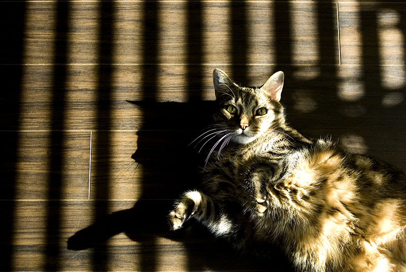 DSC_4395_web800px