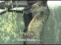 Male Seahorse Began Twitching. But Pay Close Attention To The Top Of His Belly. WHOA!
