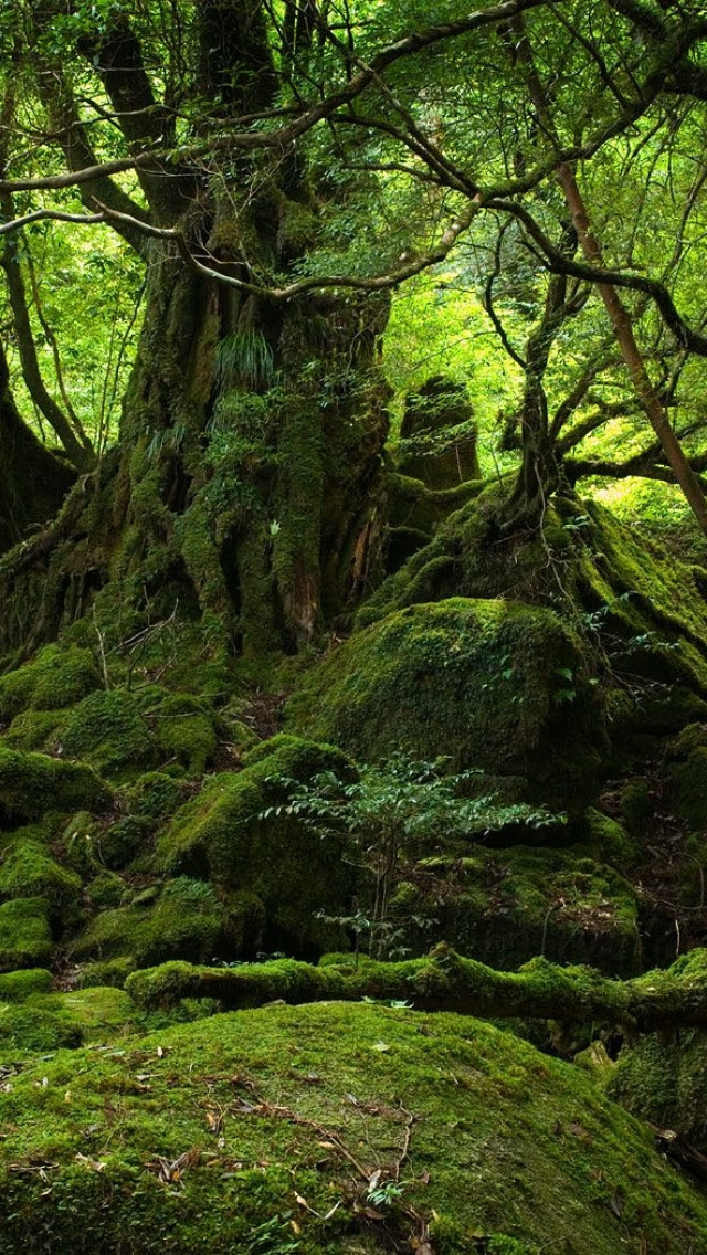 壁紙 屋久島の風景のスマホ壁紙640x1136 Yakushima P03 Jpg 壁紙box