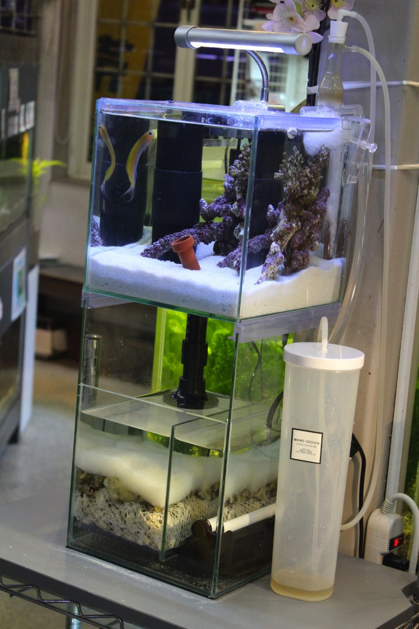 オーバーフロー小型ガラス水槽 マーサのお魚通信