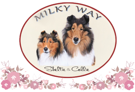 シェルティ とコリ ブリ ダ ミルキ ウェ イ 可愛いシェルティ コリ の子犬