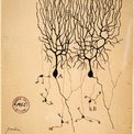 ¿Responden neuronas y micelios a un diseño universal?