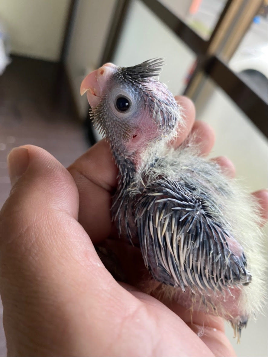 ひめぱろ オウム インコのブリーダーは姫路パロットファーム Blog Archive 手乗り案内 8