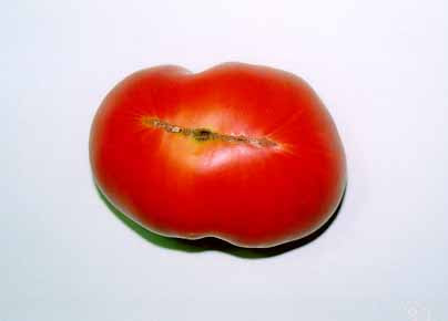 トマトの果実障害 野菜生理障害事例 Riss