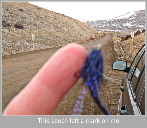 leech