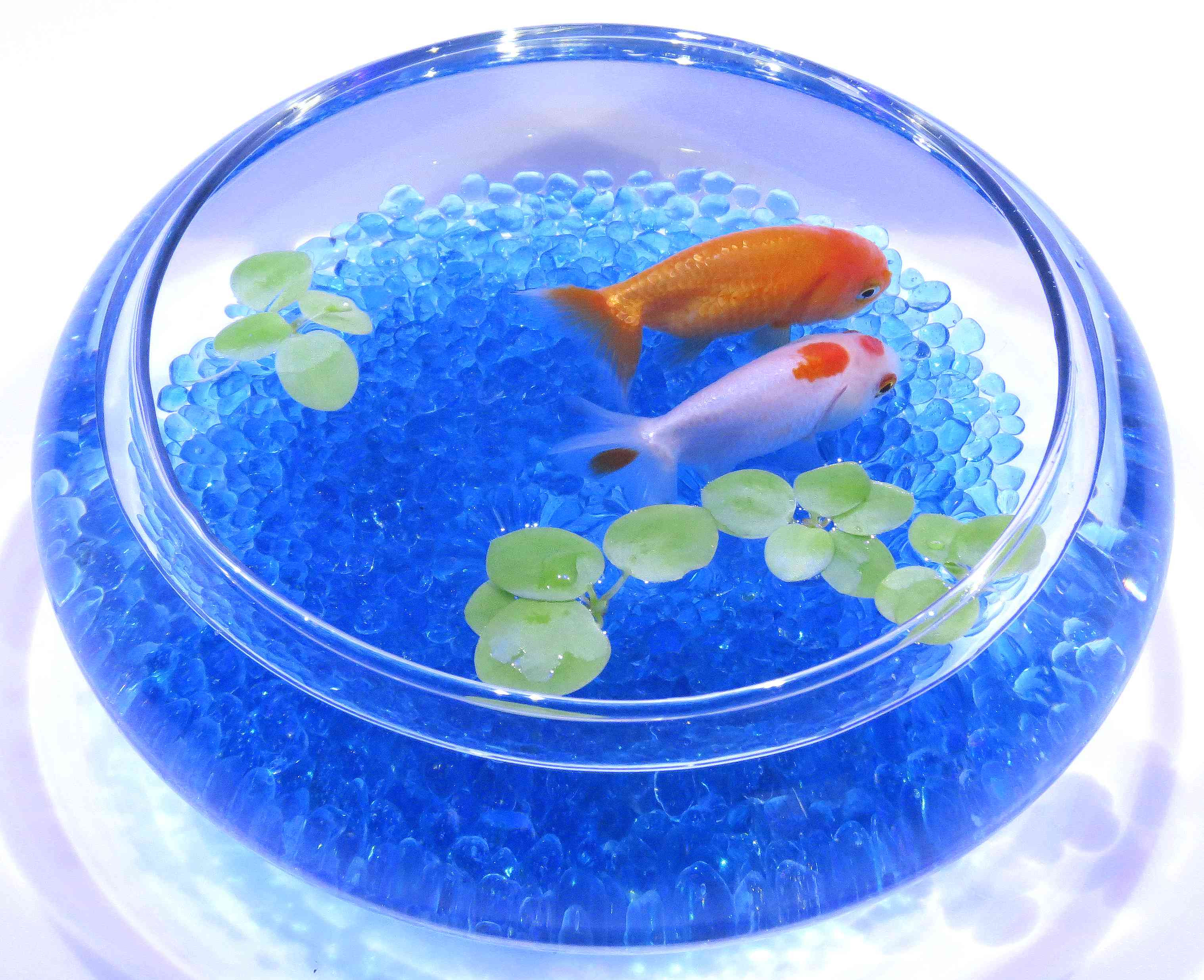 分類 水槽 アクアリウムのことなら有限会社jun