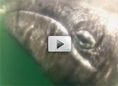 Gray whales up close