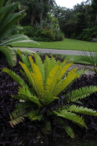 encephalartos natalensis
