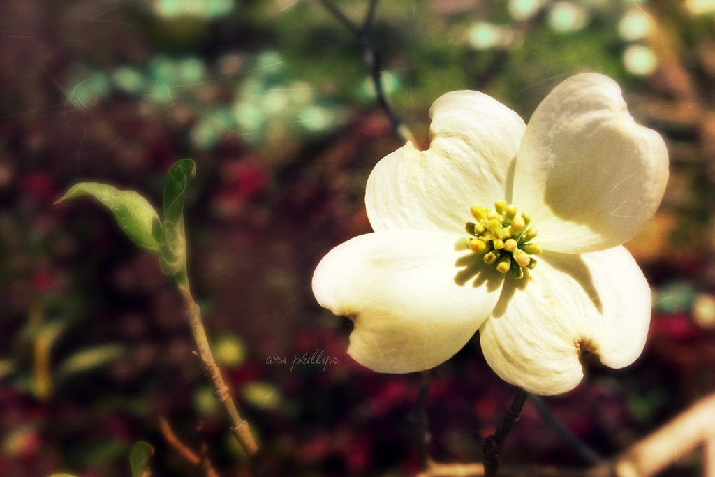 Spring Dogwood
