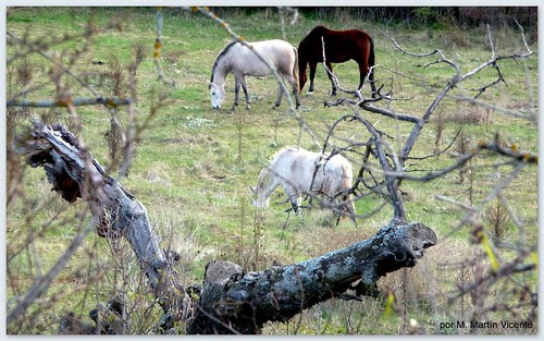 Pastando junto al Duero