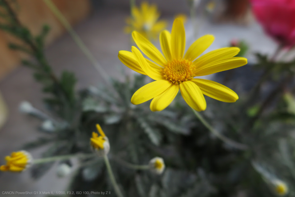 Canon キヤノン Powershot G1 X Mark Ii 実写レビュー フォトヨドバシ