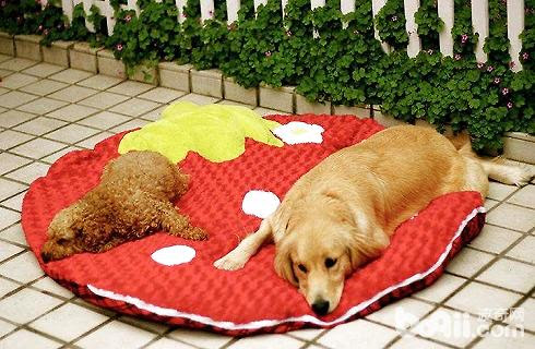 冷知识 大型犬和小型犬寿命哪个长 狗狗品种 波奇网百科大全