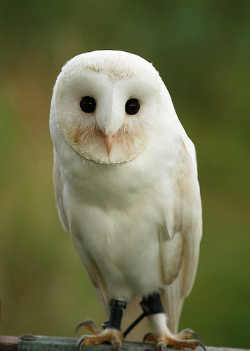フリー画像 動物写真 鳥類 猛禽類 梟 フクロウ メンフクロウ フリー素材 画像素材なら 無料 フリー写真素材のフリーフォト