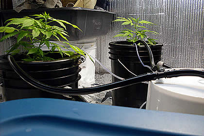 大麻報道センター すこぶる健康なブルードリームなど