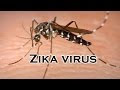 symptoms of zika virus in babies