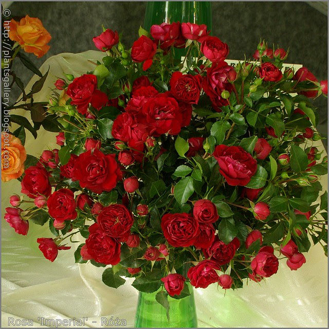 Rosa 'Imperial' - Róża