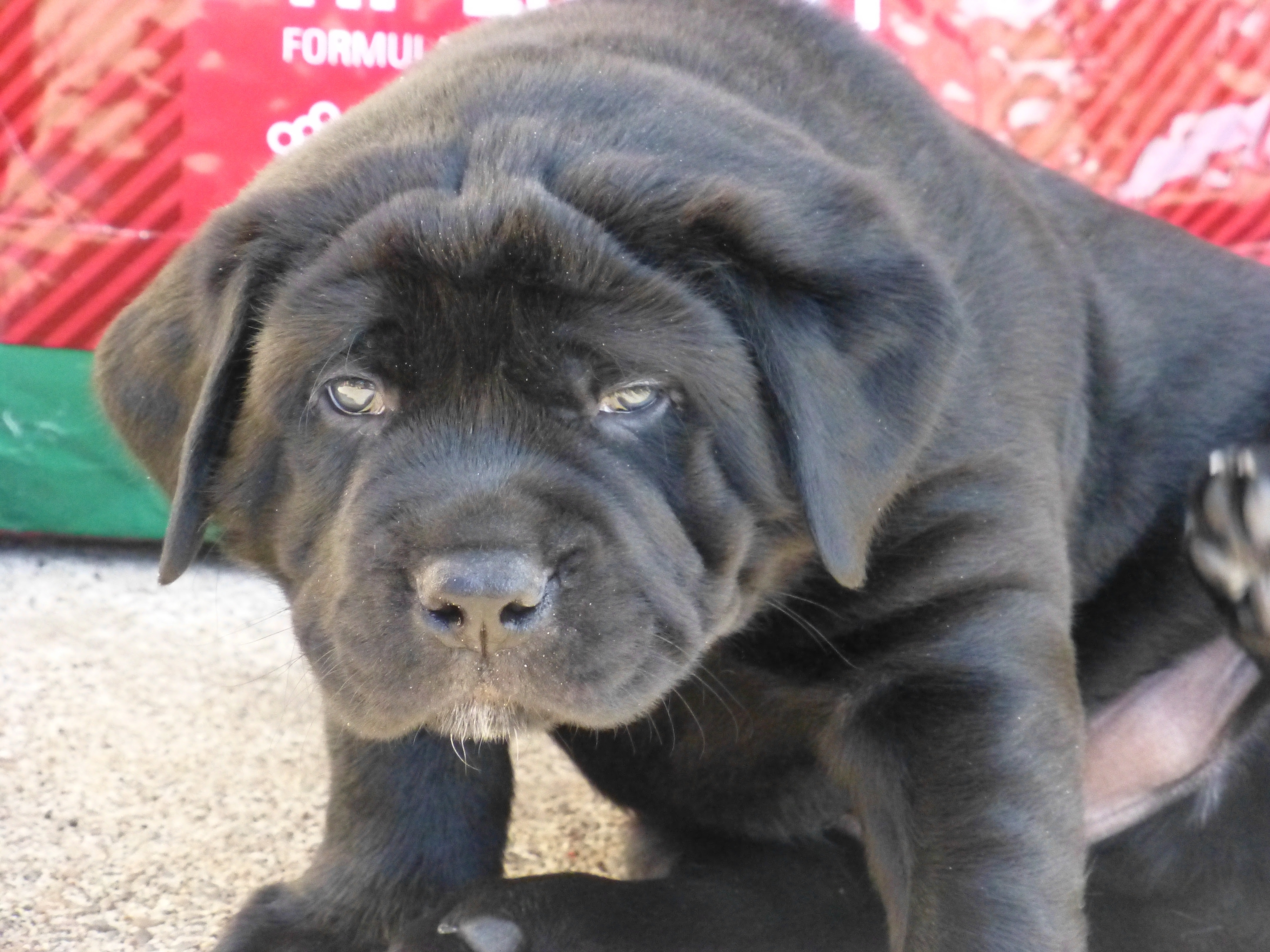 Biebers Mastadors Available Puppies
