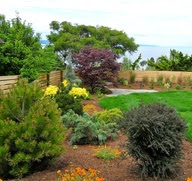 Dwarf Conifers