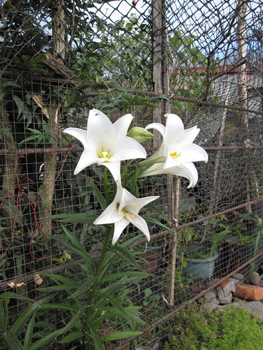 百合花