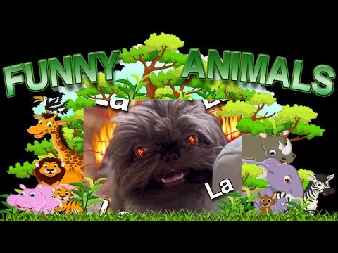 Funny Animal Compilation Video - Should I Start Labeling These As Episodes?